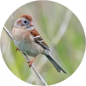 Field sparrow - Bird