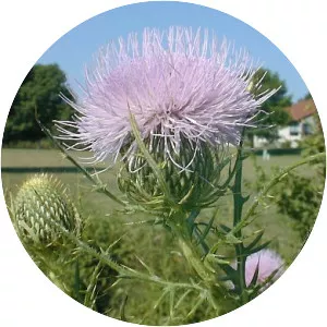 Field thistle