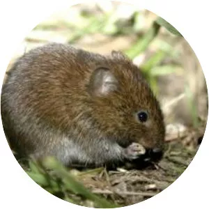 Field vole