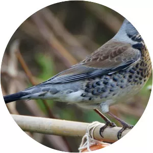 Fieldfare