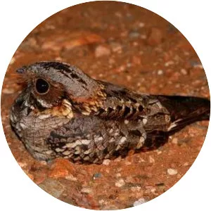 Fiery-necked nightjar