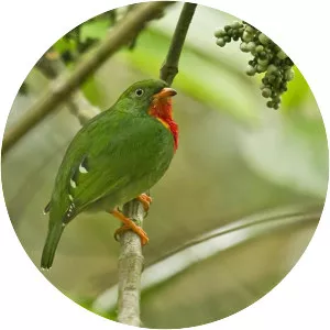 Fiery-throated fruiteater