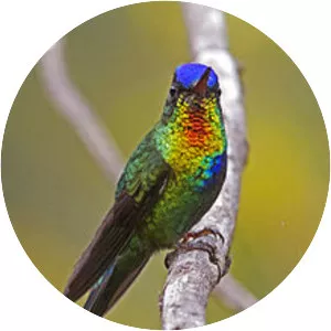Fiery-throated hummingbird