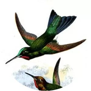 Fiery-throated metaltail