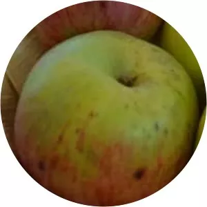 Fiessers Erstling - Plants