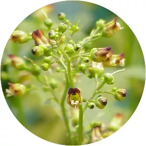 Figwort - Plants