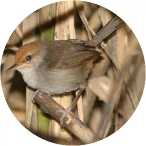 Fiji bush warbler - Bird