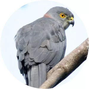 Fiji goshawk