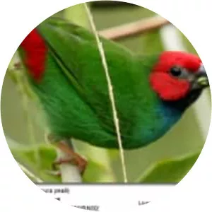 Fiji parrotfinch - Birds