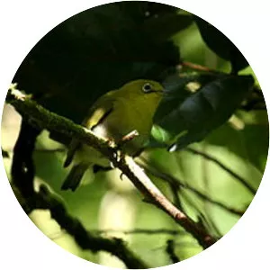Fiji white-eye