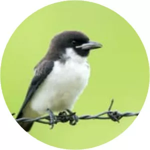 Fiji woodswallow - Birds