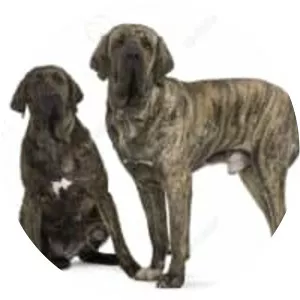 Fila Brasileiro
