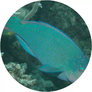 Filament-fin Parrotfish