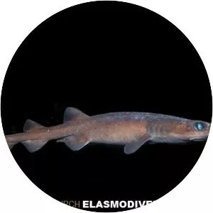 Filetail catshark - Fish