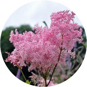 Filipendula