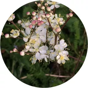 Filipendula vulgaris