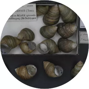 Filopaludina bengalensis