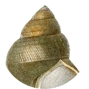 Filopaludina martensi - Animal