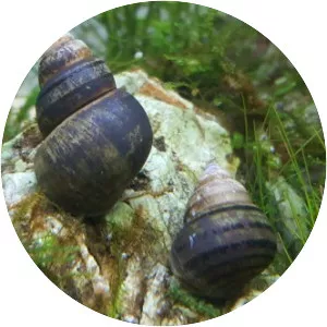 Filopaludina sumatrensis - 