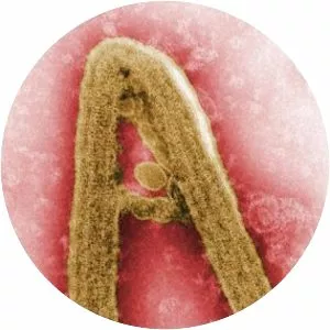 Filoviridae - Virus