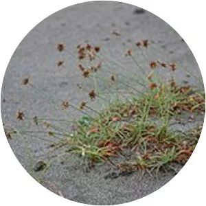 Fimbristylis sericea - Plants