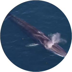 Fin whale
