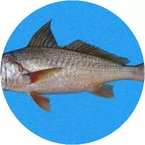 Finebarbel croakers