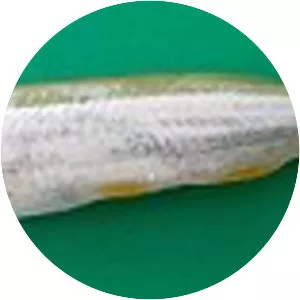 Finescale razorbelly minnow