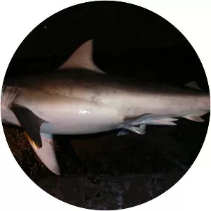 Finetooth shark