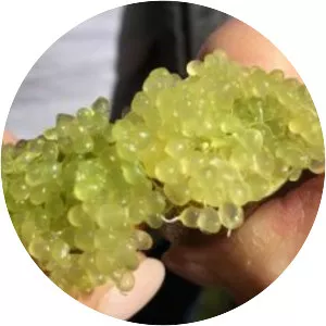 Finger Lime