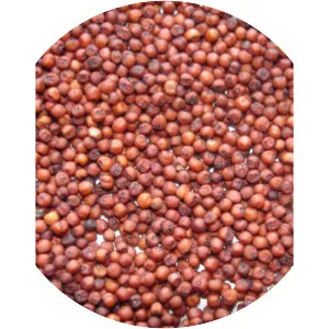 Finger millet