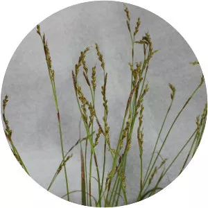 Finger Sedge - 