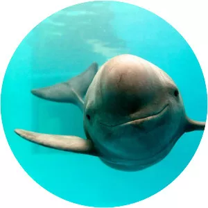 Finless porpoise