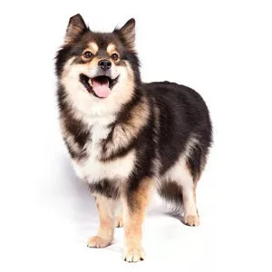 Finnish Lapphund
