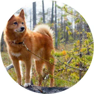 Finnish Spitz