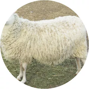 Finnsheep