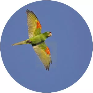 Finsch's parakeet