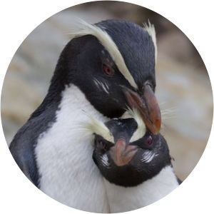 Fiordland penguin