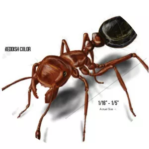 Fire ant