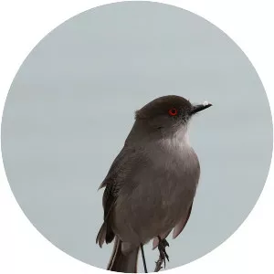 Fire-eyed diucon - Bird