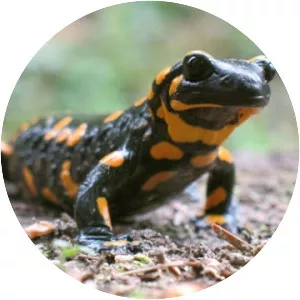 Fire salamander