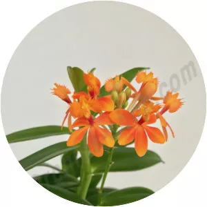 Fire-star orchid