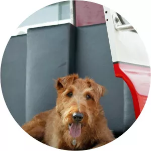 Firehouse Dog: ReviewSince 2008 - TV program