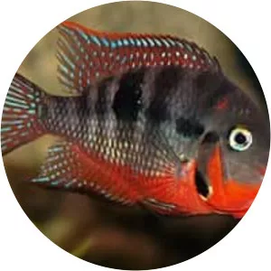 Firemouth cichlid