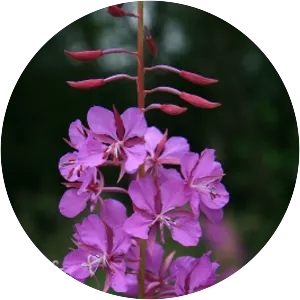 Fireweed