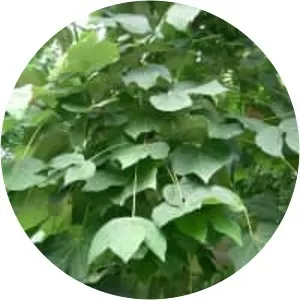 Firmiana simplex (Çin Parasol Ağacı)