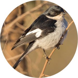 Fiscal flycatcher