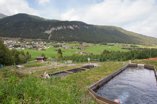 Fischzucht Mair - Fish farm