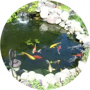 Fish pond