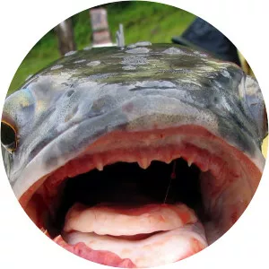 Fishzilla: Snakehead InvasionSince 2007